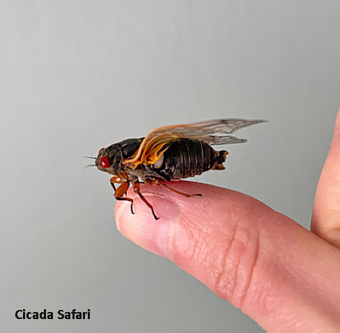 This early riser also appeared last week in Rockville, Maryland after emerging from a flower pot of soil brought indoors for a couple of days. Indoor temperatures likely hastened its emergence from the soil. Photo credit: Cicada Safari