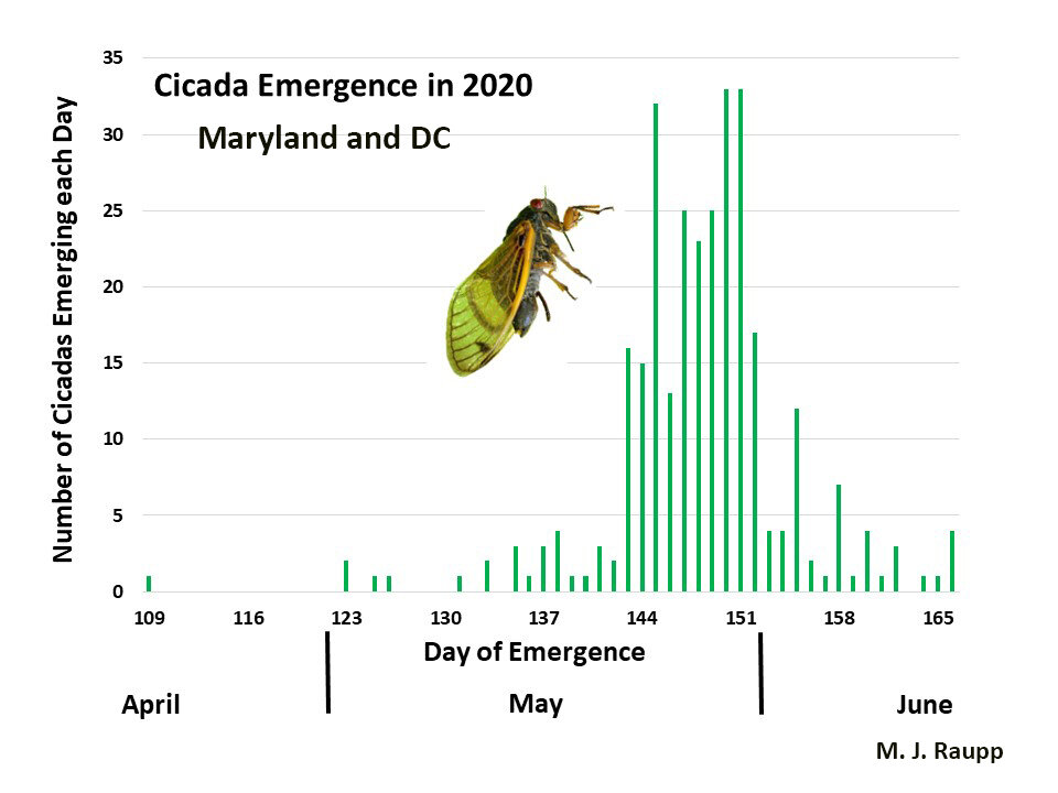 Brood X cicadas appearing one year early in the spring of 2020 provide clues as to when cicadas will appear in 2021 in Maryland and DC. The first cicada to emerge was seen on April 19 and the last on June 14. If 2021 is anything like 2020, outliers will appear in April, but the great cicada tsunami hits the last two weeks of May. By Memorial Day weekend the cicadapalooza will be rocking the treetops here in the DMV. Graph credit: Michael J. Raupp