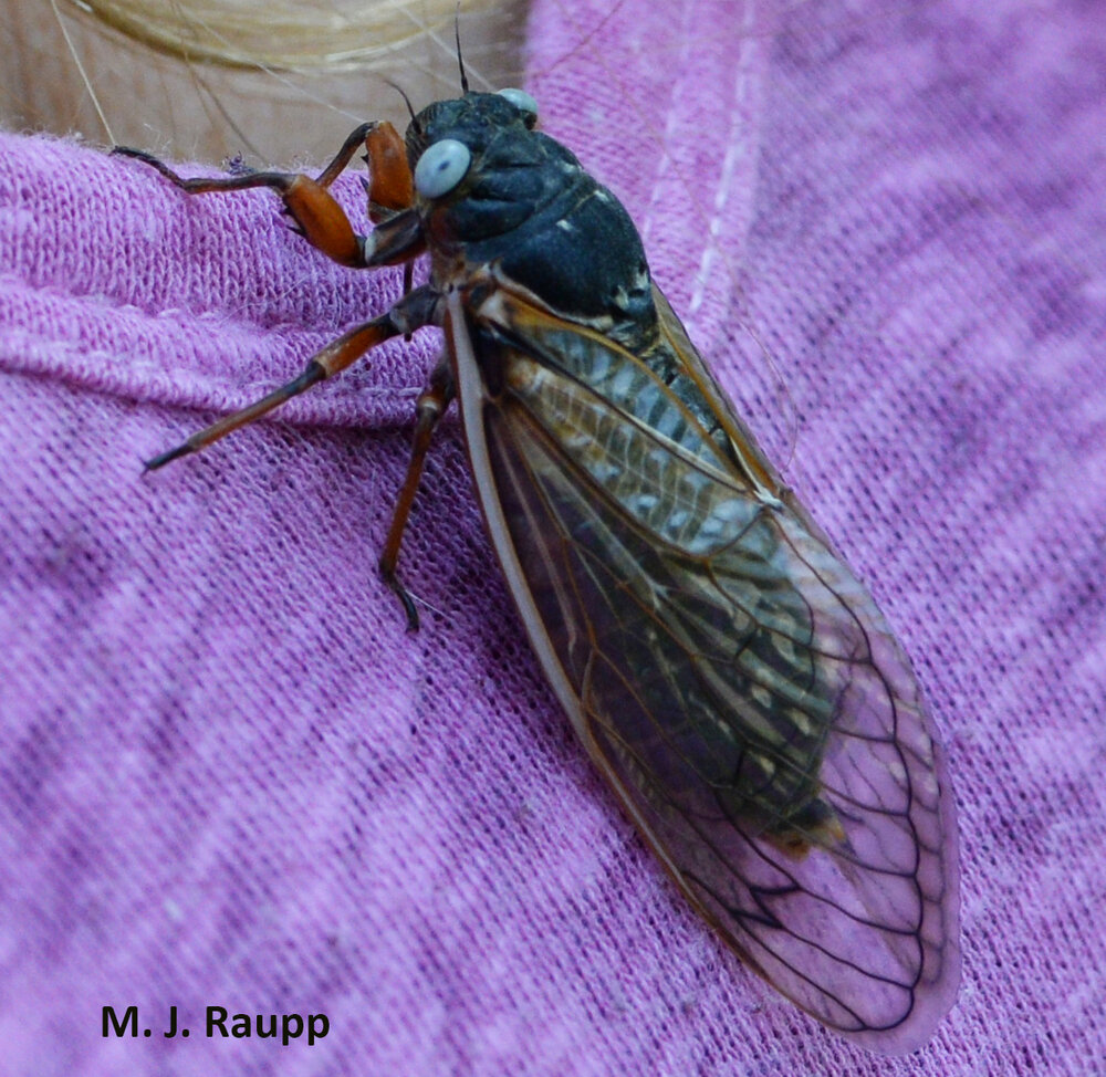 Just what is the reward for finding a blue eyed cicada?