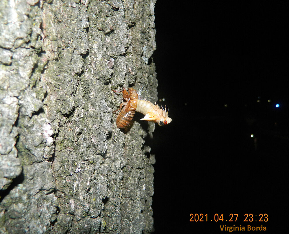 A beautiful Brood X cicada sheds its exoskeleton on an ancient oak tree at the University of Maryland, College Park. Photo credit: Virginia Borda