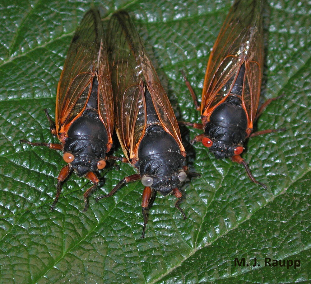 Orange, white, and vermillion are other eye color variants seen in periodical cicadas.