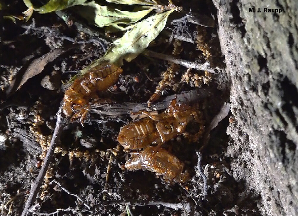 Shed skins beneath a tree are the sure sign of adult cicadas in the treetop.