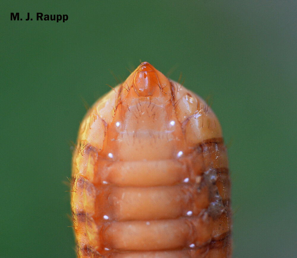 When viewed from beneath, male cicada nymphs have a small bump near the tip of their abdomen.