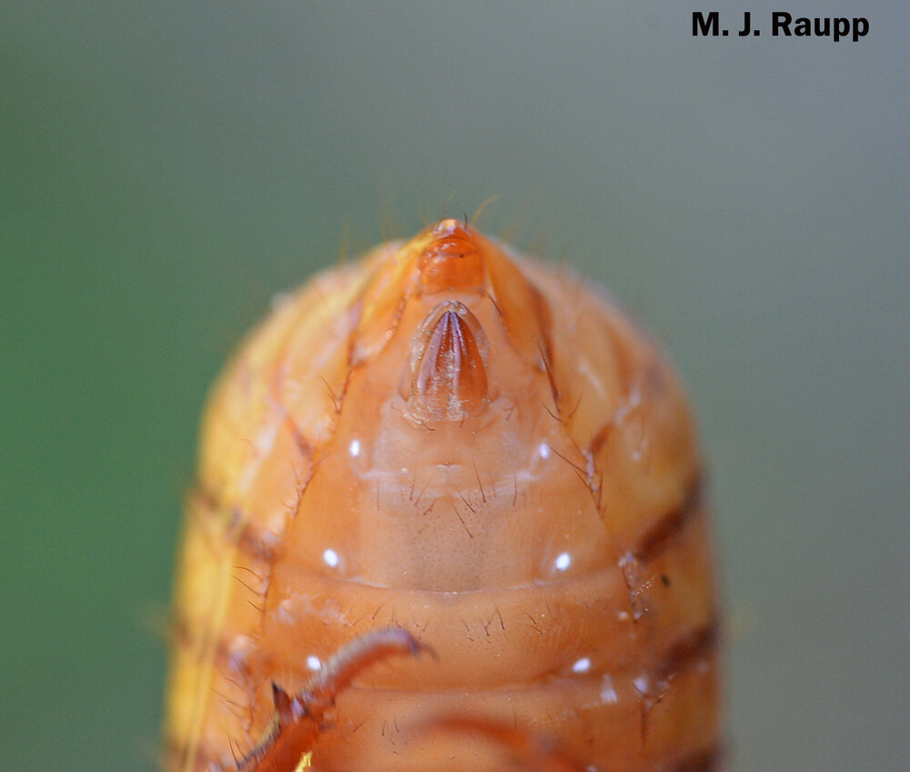 When viewed from beneath, female cicada nymphs have two dark triangular structures along the midline of the body near the tip of the abdomen.