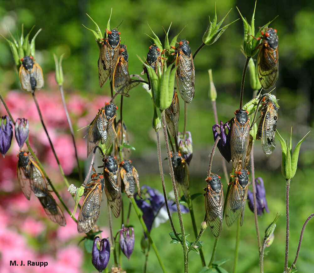 Do cicadas really grow on plants?