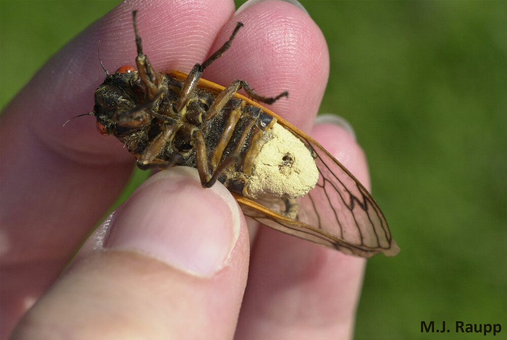 Massospora turns the cicada’s abdomen into a fungus garden.
