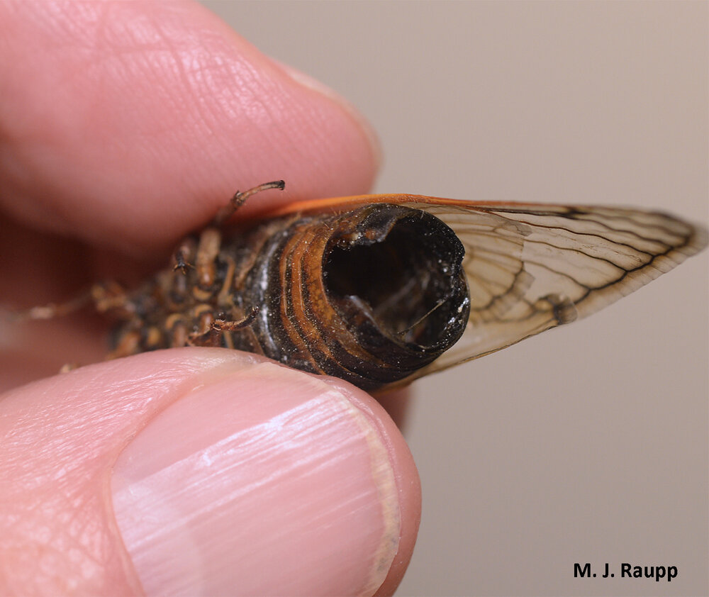 Cicadas wandering about with hollow abdomens missing abdominal segments are hallmarks of the fungal infection.
