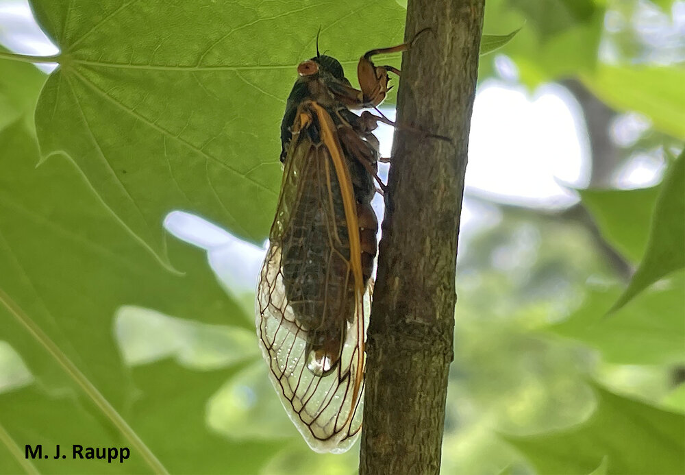 A droplet of “pee” accumulates just before dropping from the rear-end of a cicada.