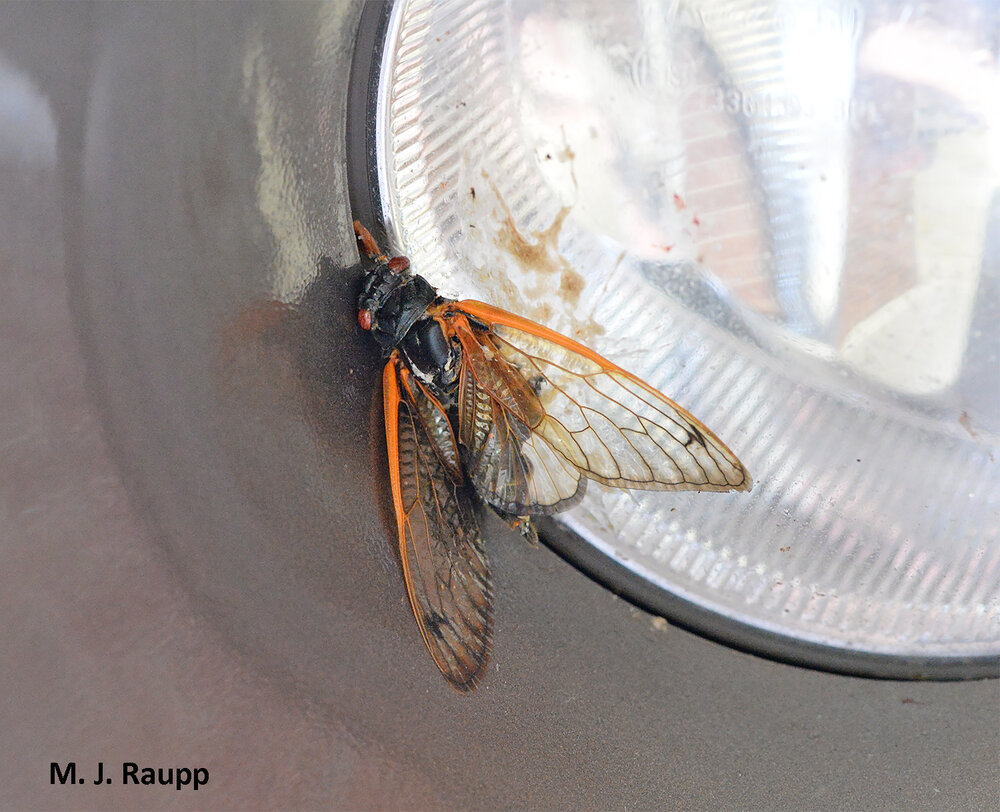 For many flying cicadas, the journey ends on the windshield or headlight of a car.