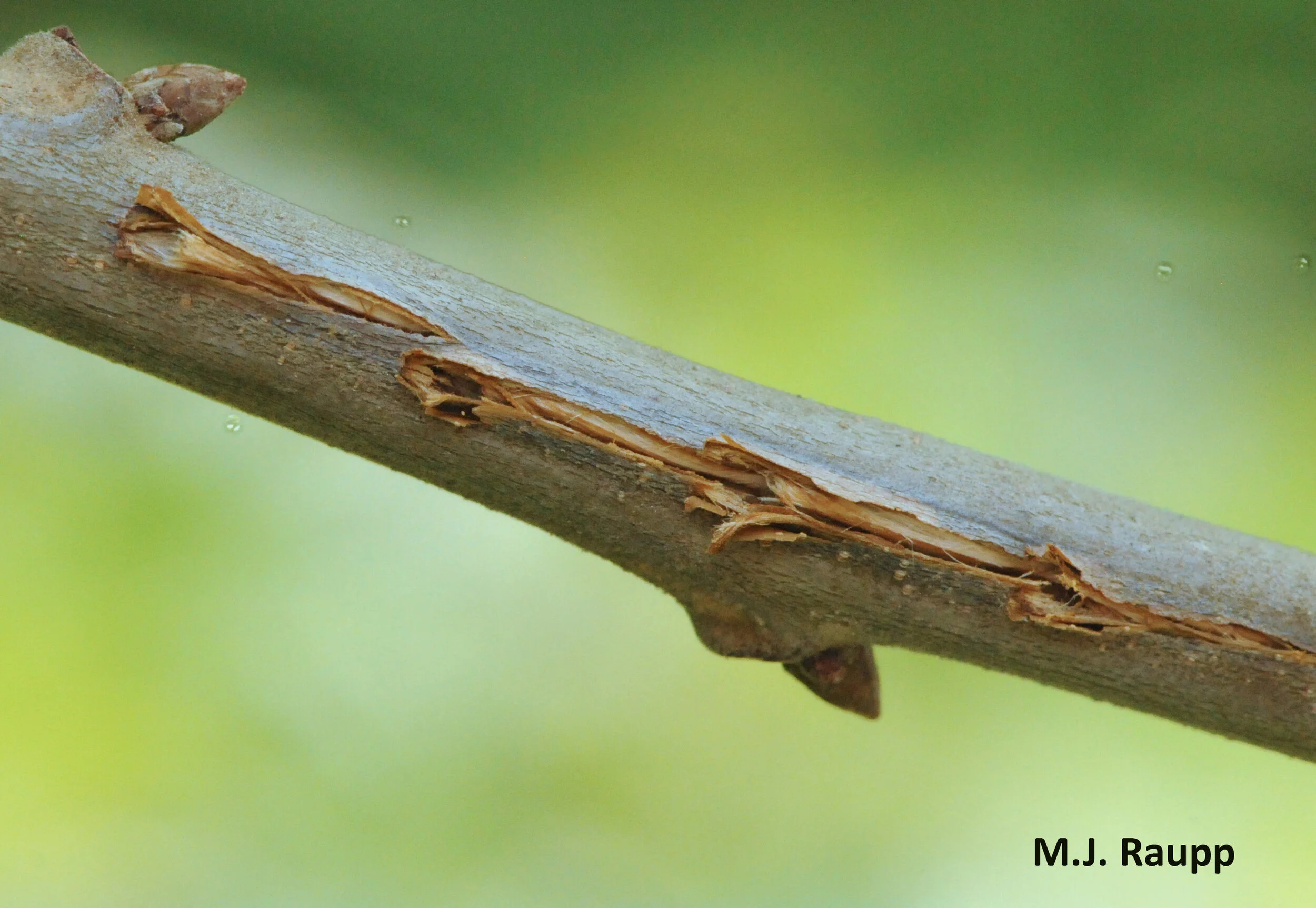 Cicada Eggs