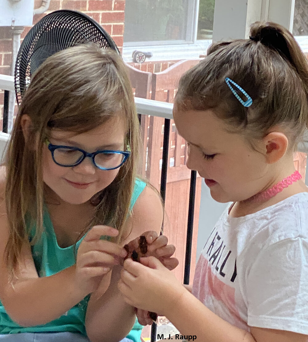 For millions of youngsters and not-so-youngsters, periodical cicadas are a source of fascination and fun, a chance to learn about the wonders of insects and the natural world.