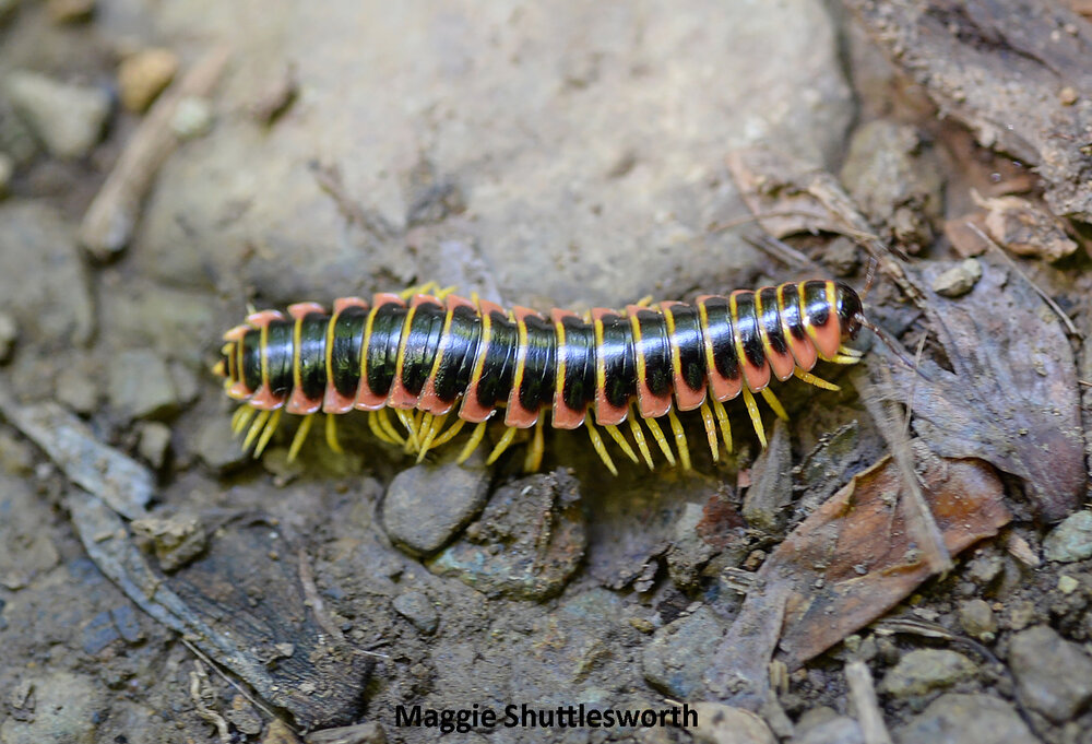 When disturbed this beautiful millipede smells like almonds, but beware because it also releases other noxious compounds to defend itself. Photo credit: Maggie Shuttlesworth