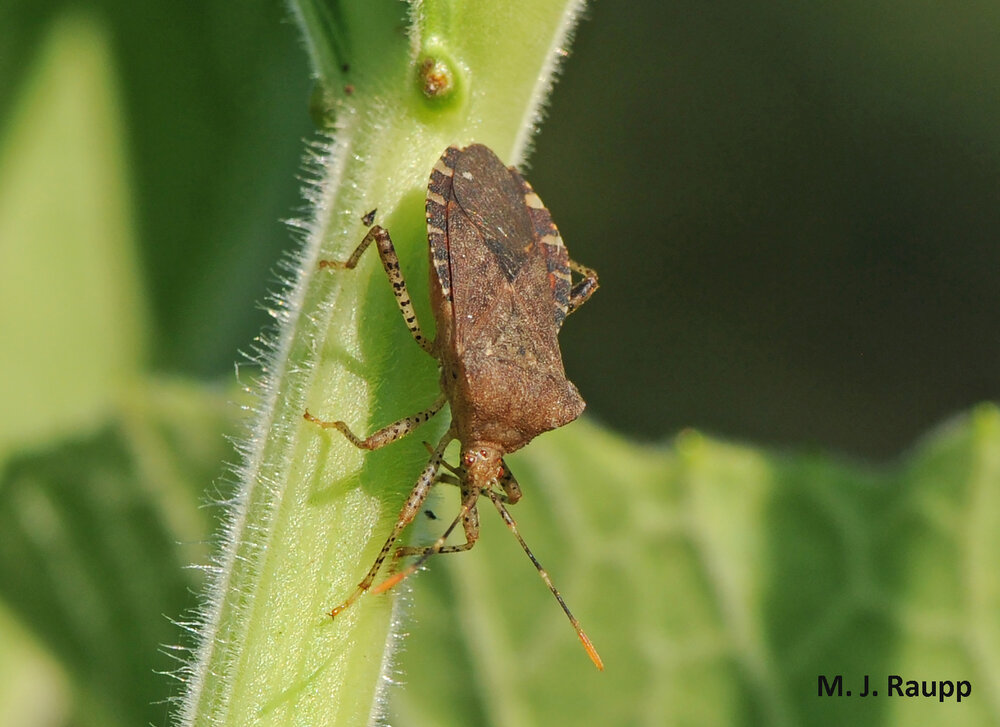 Rascally squash bugs can make a mess of your cucurbits.