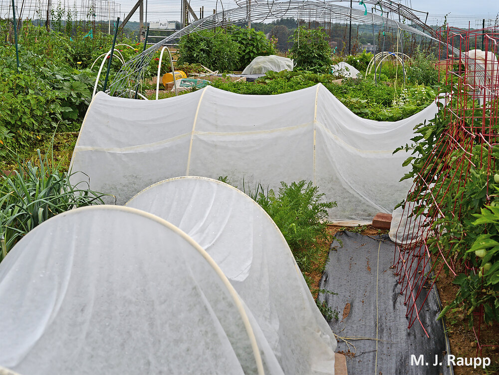 Floating row covers placed early in the season may help keep squash bugs and other insects from infesting your crops.