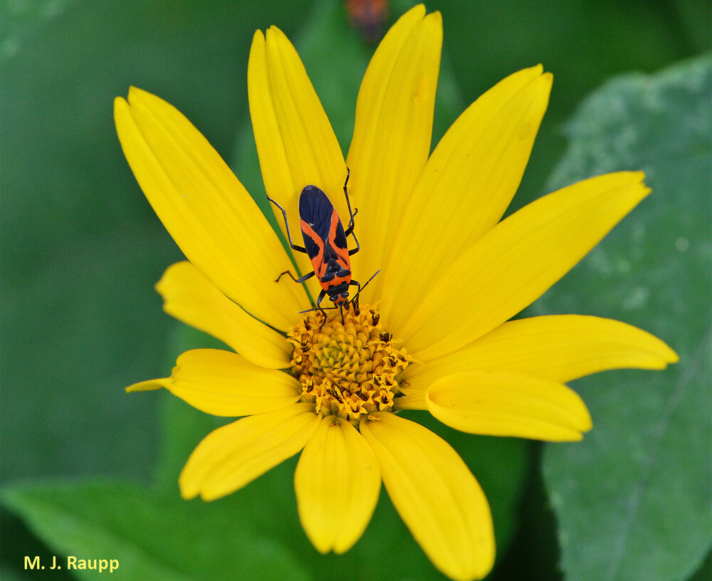 False milkweed bugs truly had me fooled the first time I saw them.