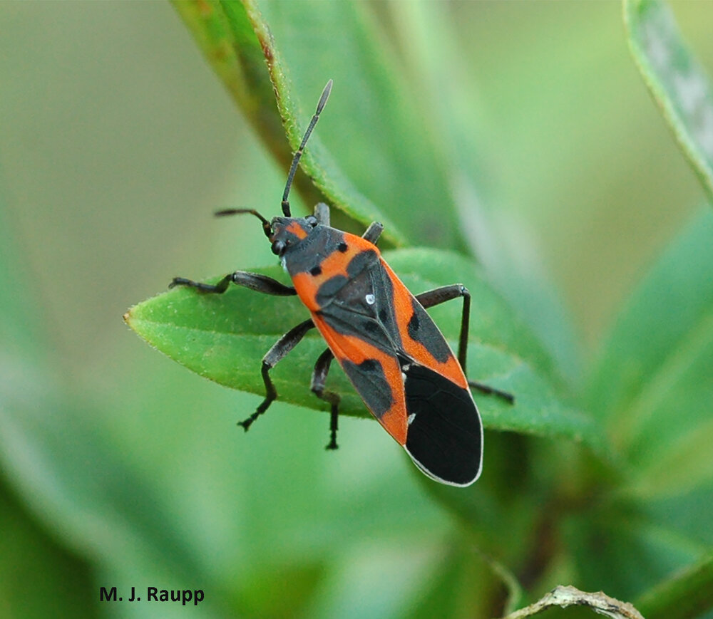 See if you can tell the difference between this small milkweed bug and the false milkweed bug above.