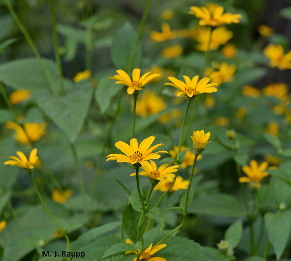 Oxeyes are a spectacular native attractor of beneficial insects and a great place to lose yourself with bugs.