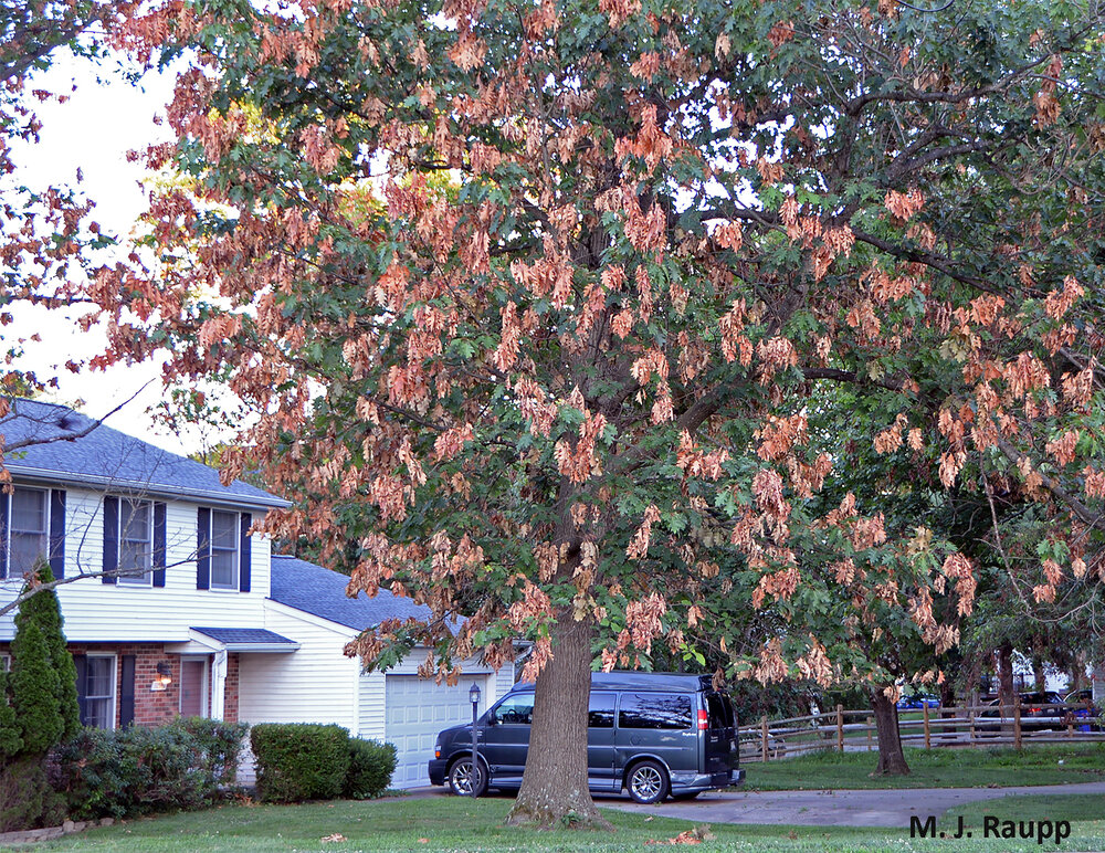 If you stand beneath trees with scores of flagging branches, the sure sign of legions of cicadas about to hatch, will you be treated to a cicada shower?