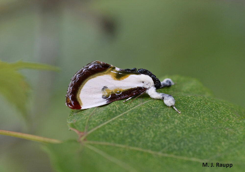 At first glance the beautiful wood-nymph moth looks like a rather large and ornate bird dropping.