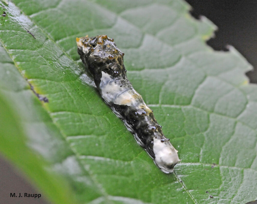 Freshly deposited bird dropping or giant swallowtail caterpillar?