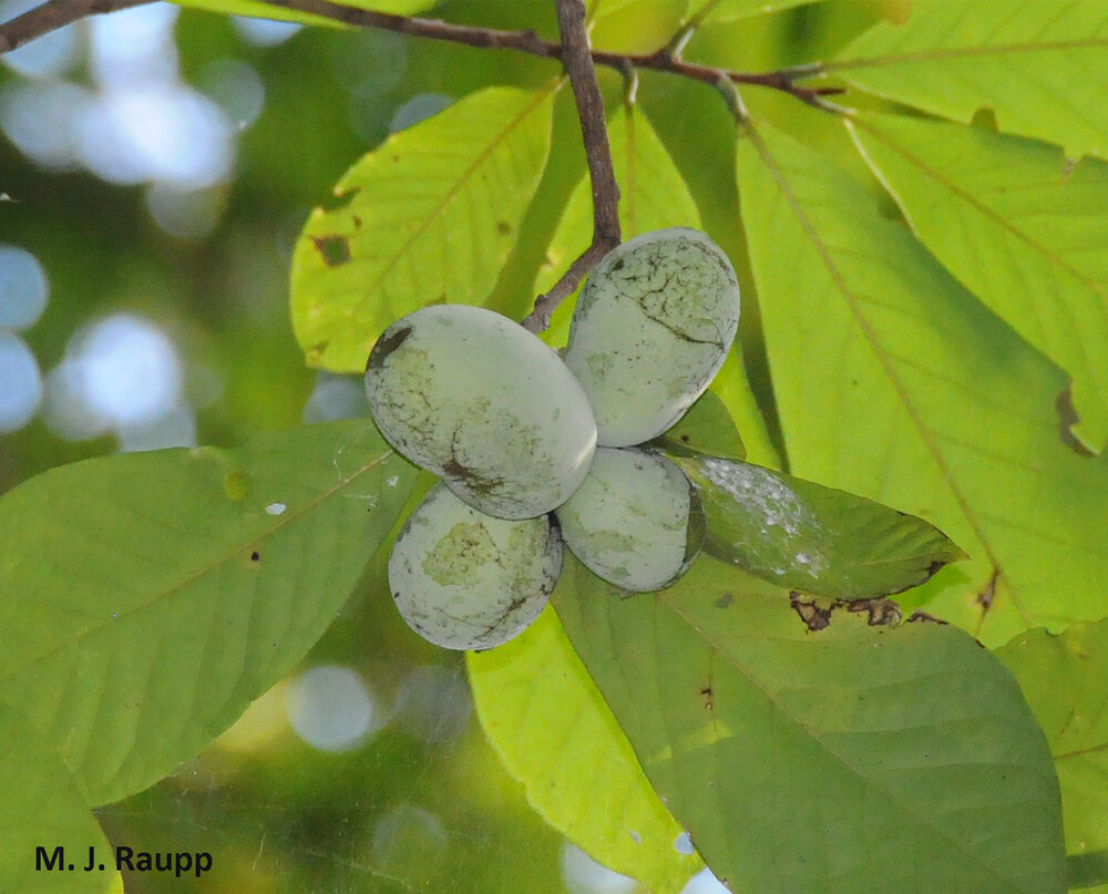 Along the Potomac and Patuxent Rivers in the DMV, delicious pawpaws are almost ripe. Pawpaw is one of the largest edible fruit produced by any native North American tree.
