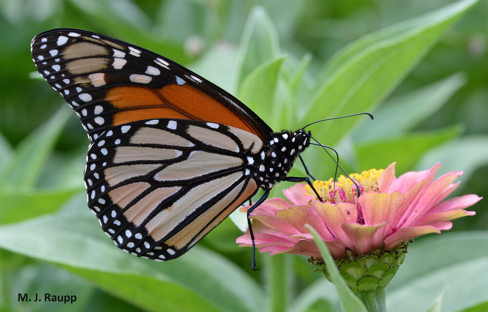 How much longer will beautiful monarchs visit our gardens and landscapes?