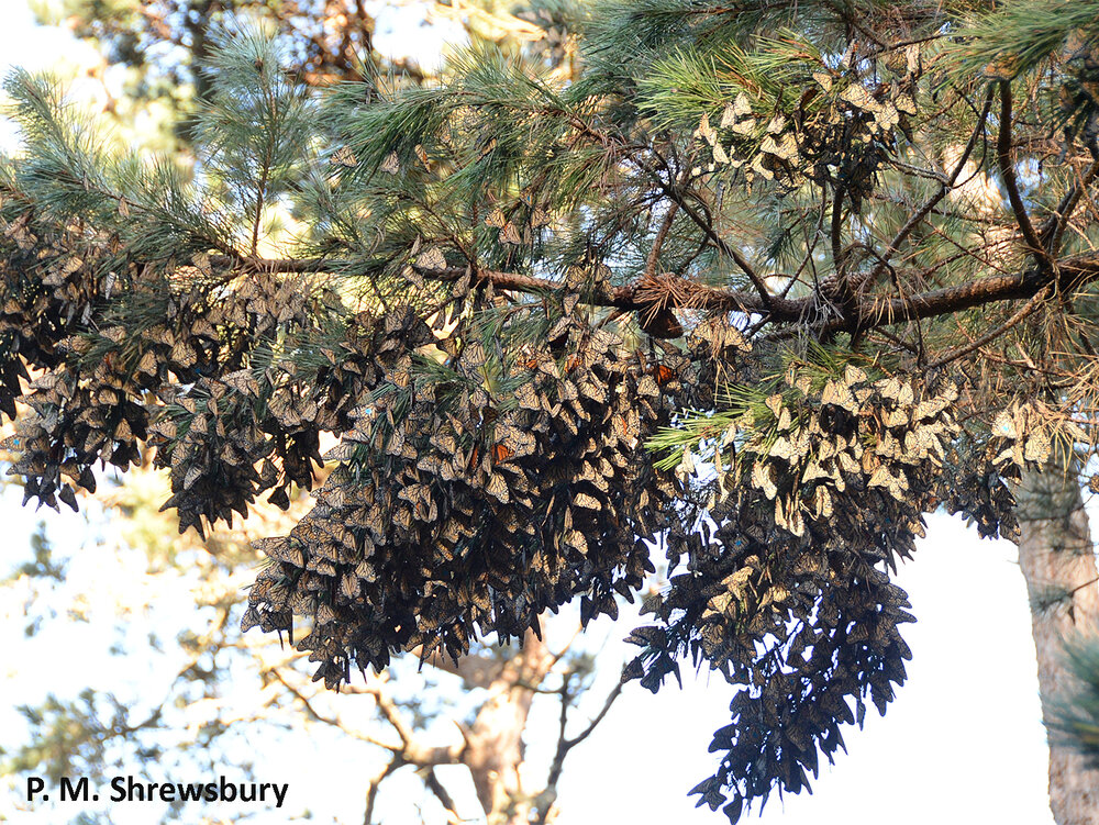 In 2014 thousands of monarchs festooned branches of Monterey pines in the sanctuary at Pacific Grove.