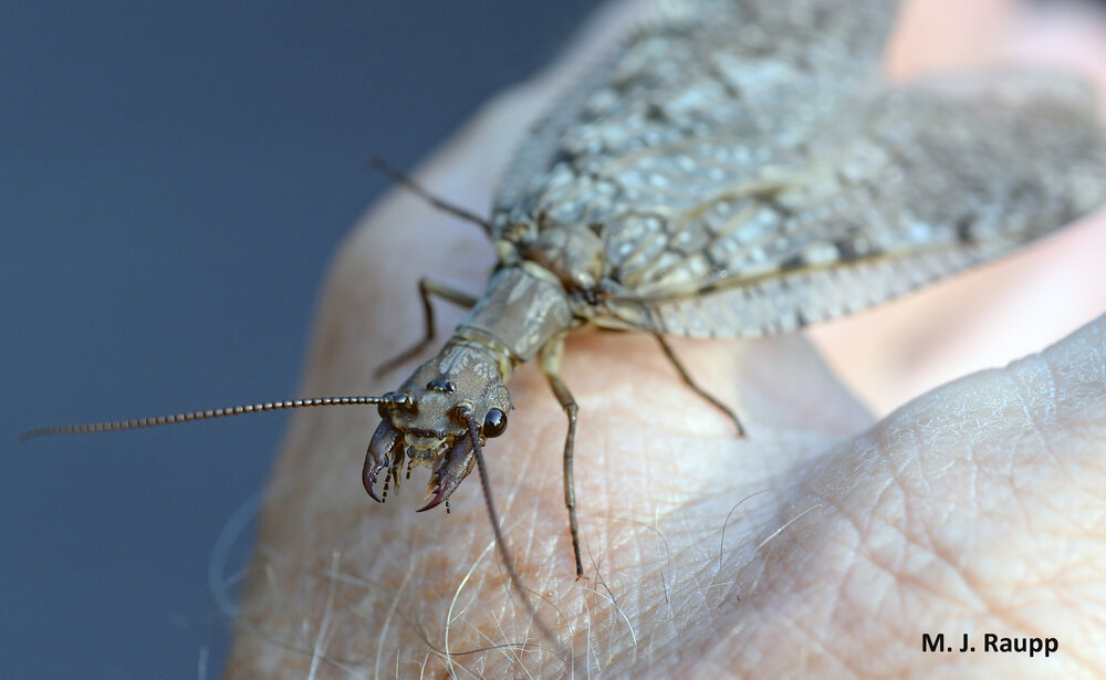 Large and a little creepy, dobsonflies are among the largest insects found in the DMV.