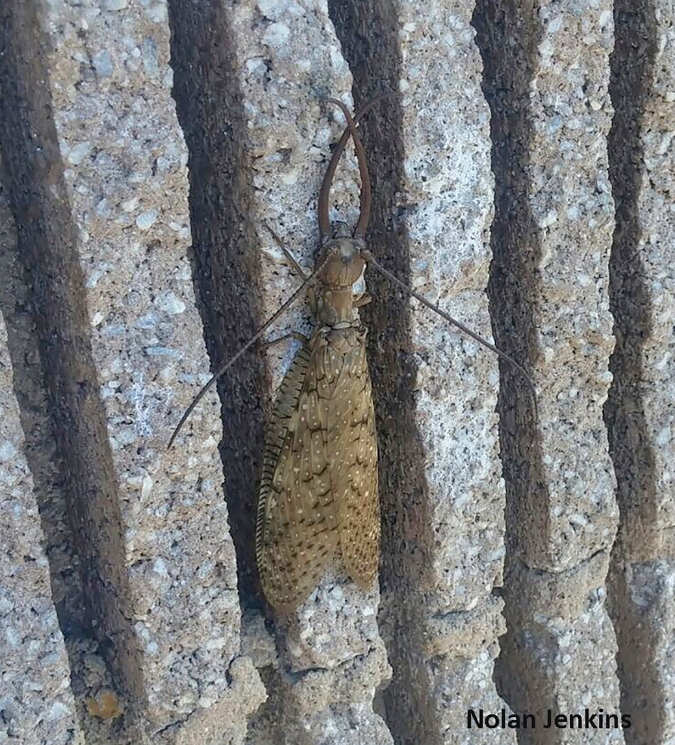 Extremely long mandibles of male dobsonflies are used to battle rivals. Photo credit: Nolan Jenkins