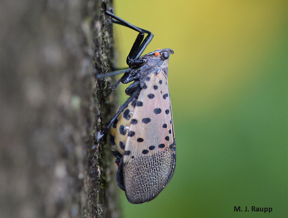 Like thousands of her kin in the eastern half of the United States, this very pregnant female lanternfly rests on the bark of a tree before depositing a bumper crop of eggs.