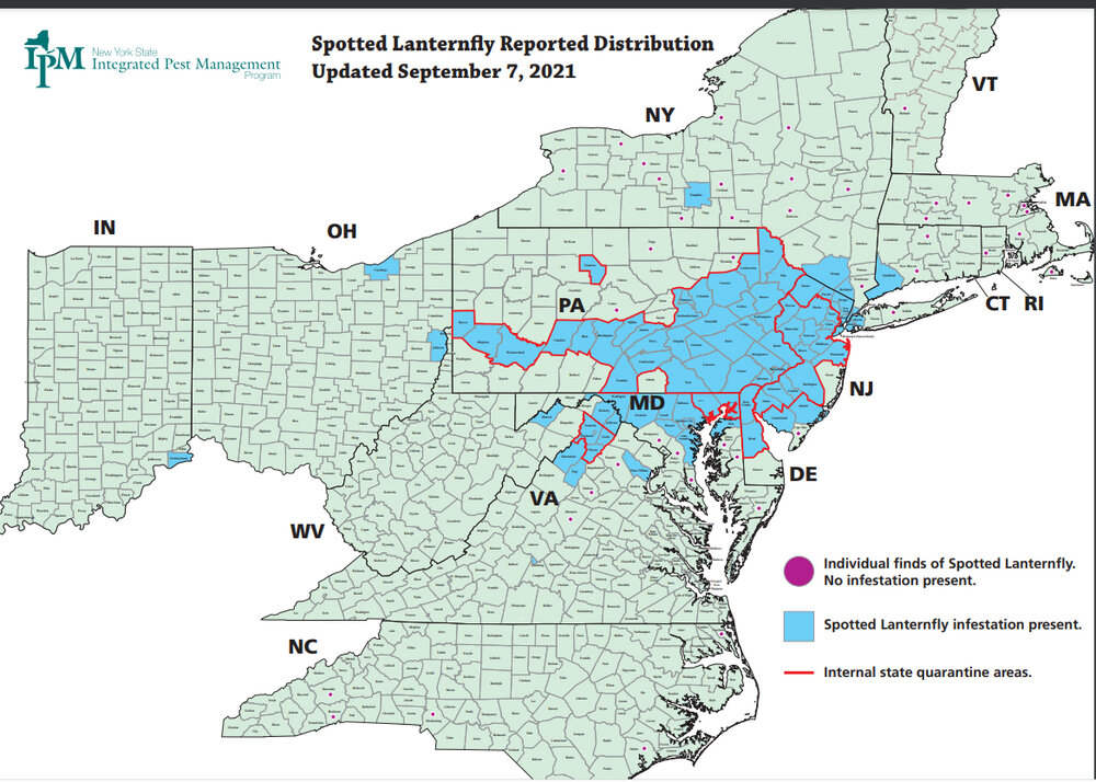 This map shows the rapidly expanding number of counties reporting infestations of spotted lanternflies (blue counties). Internal state quarantines are outlined in red, and counties with isolated detections have a small purple dot. Map courtesy of Brian Eshenaur and the New York State Integrated Pest Management Program (NYS IPM).