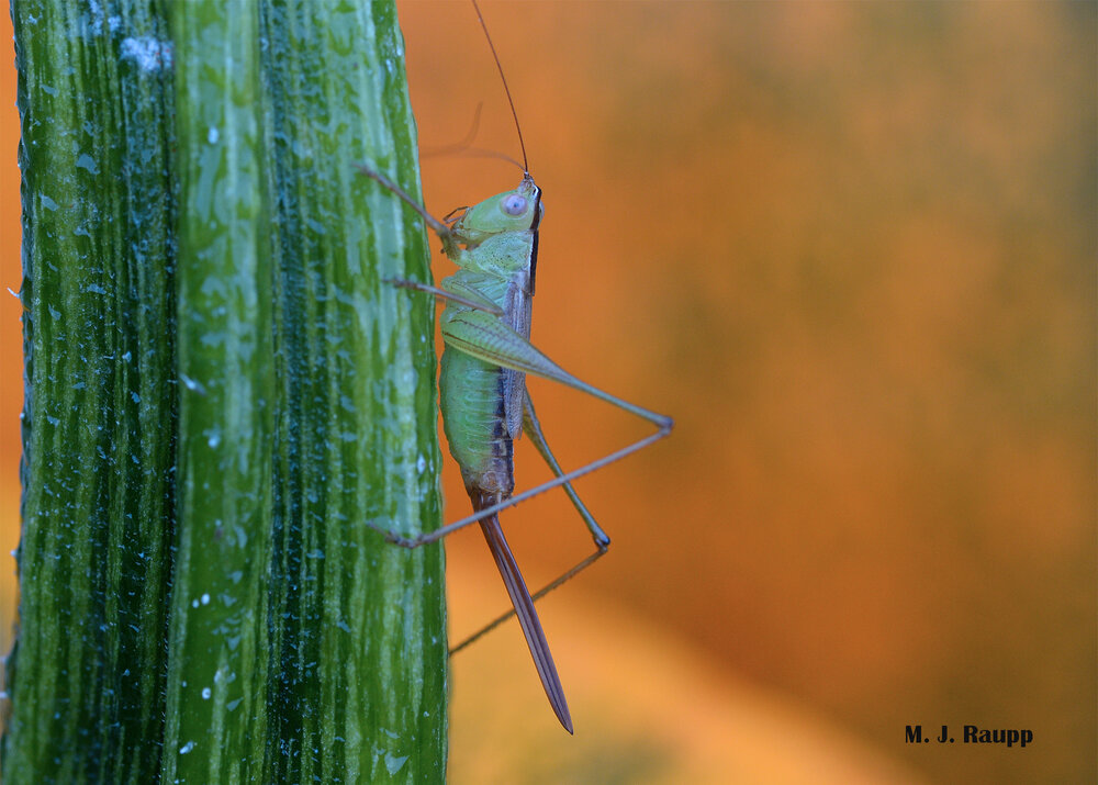 Female katydids are easily distinguished from males by their egg-laying appendage, the ovipositor, on their rear end.