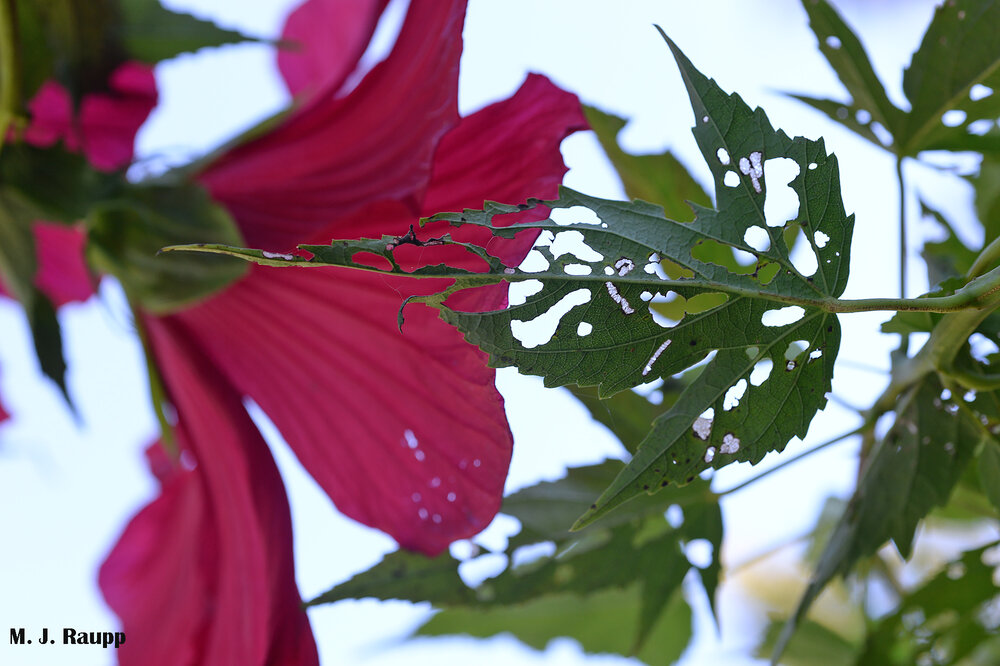 Beautiful hibiscuses are wonderful native plants for raingardens and important sources of nectar and pollen for many beneficial insects. However, sneaky mallow sawfly larvae can reduce leaves to tatters.