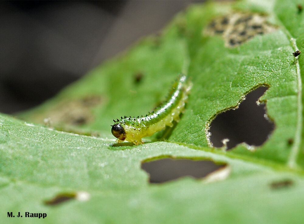 Stout spines adorn the back of the mallow sawfly larva.