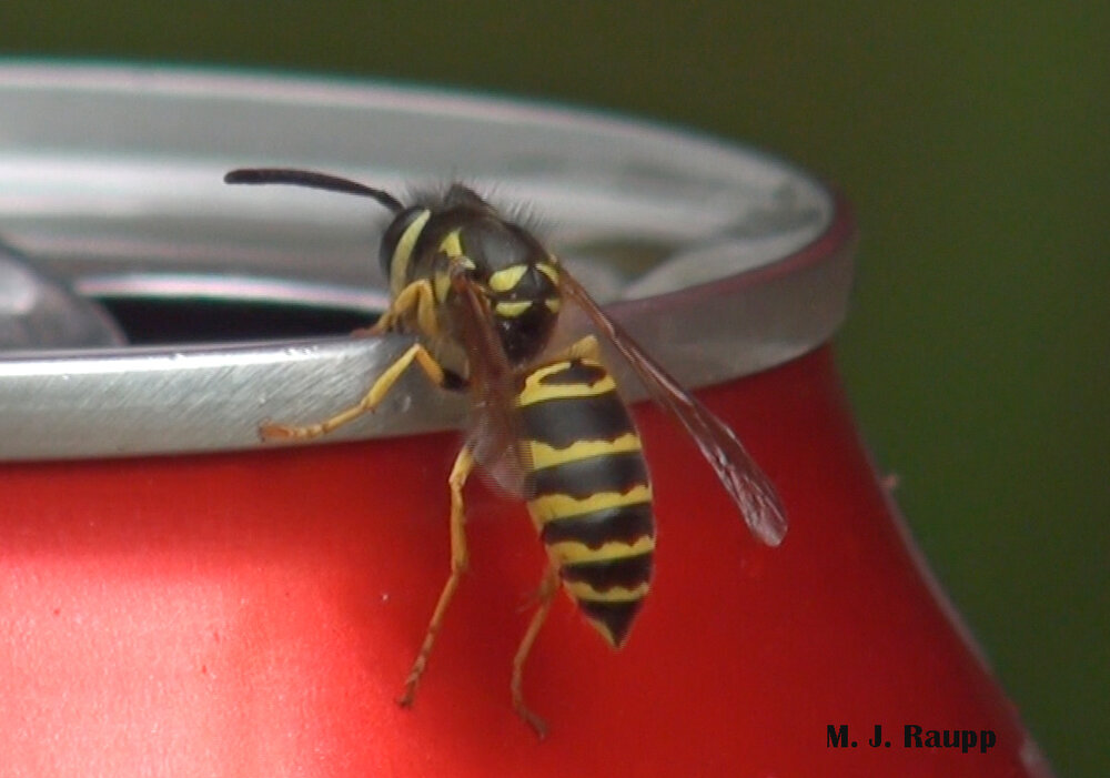 Uh oh, better check that soda can to see if a zesty surprise awaits inside.