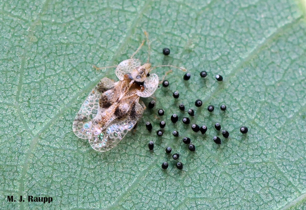 A beautiful sycamore lace bug seems to stand guard near her recently laid clutch of eggs.