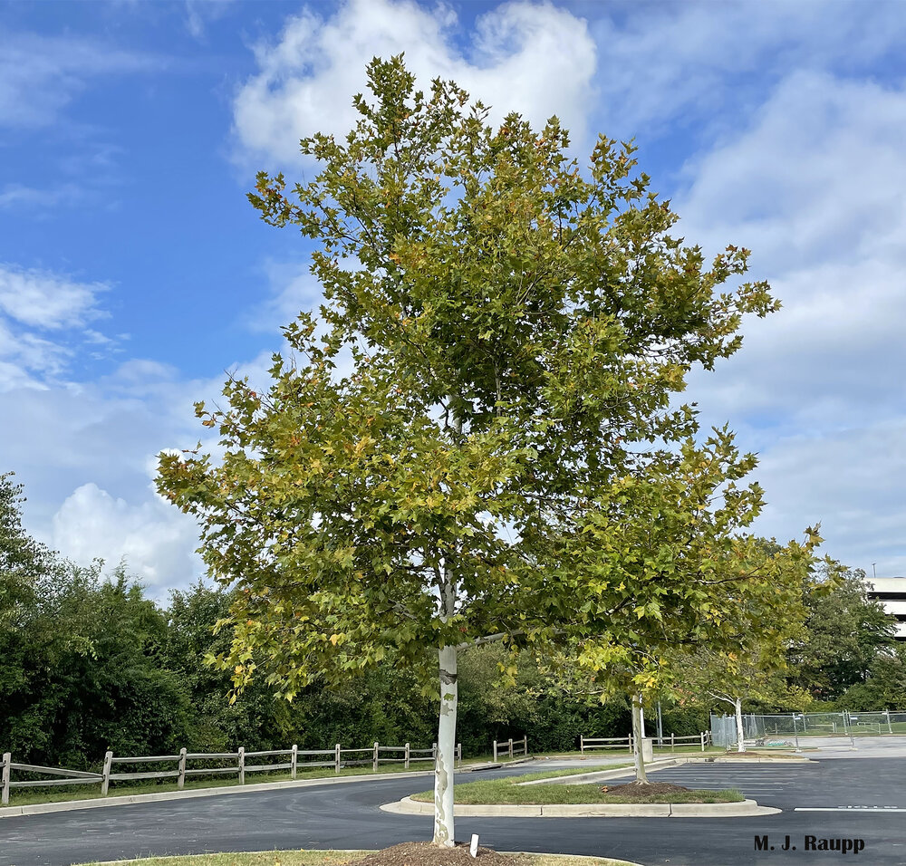 Sycamores looking a little yellow and sick? Could be the mischief of sycamore lace bugs.