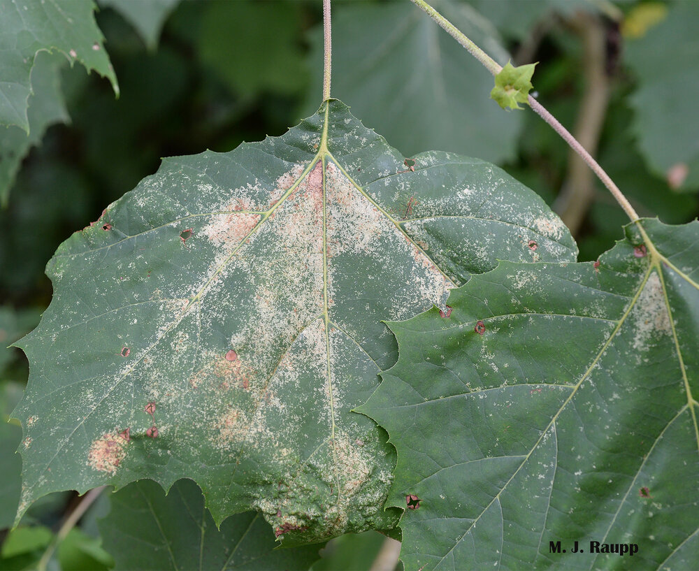 Oh my, hundreds of sycamore lace bug feeding punctures on the bottom of a leaf translate into a galaxy of white stipples on the upper surface of a leaf.