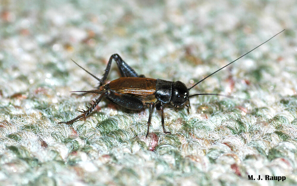 While some home invaders are unwelcomed guests, the annual visit by field crickets always provides a bit of alright.