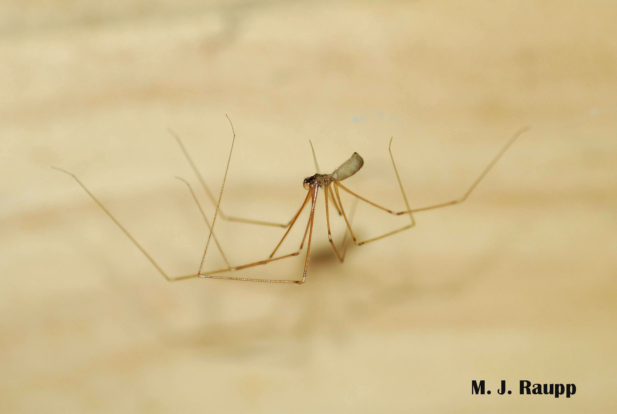 Female Daddy Long-legs Spider (Pholcus phalangioides) and eggs