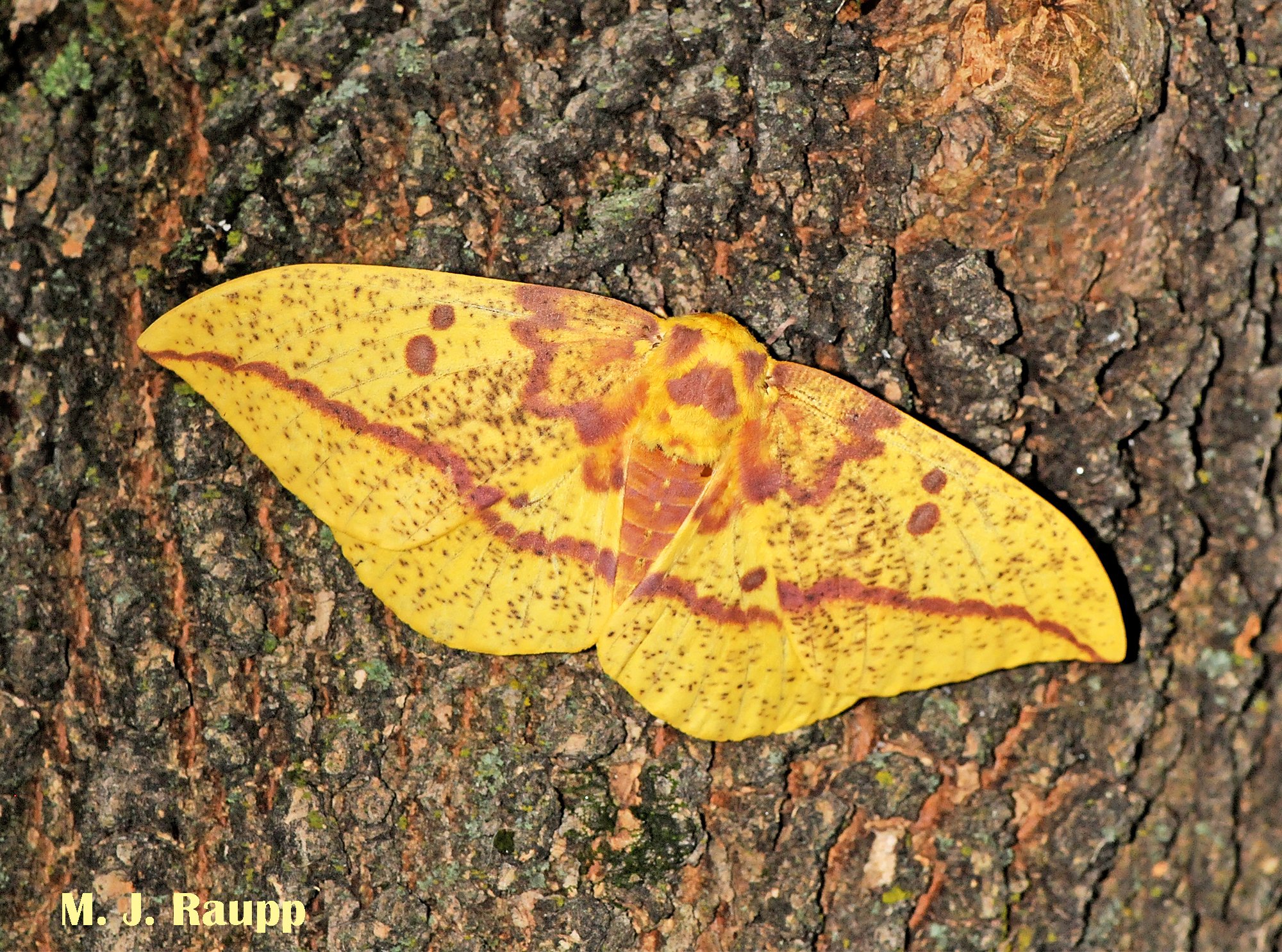 Light pollution imperils Imperial moths, Eacles Imperialis — Bug of the ...