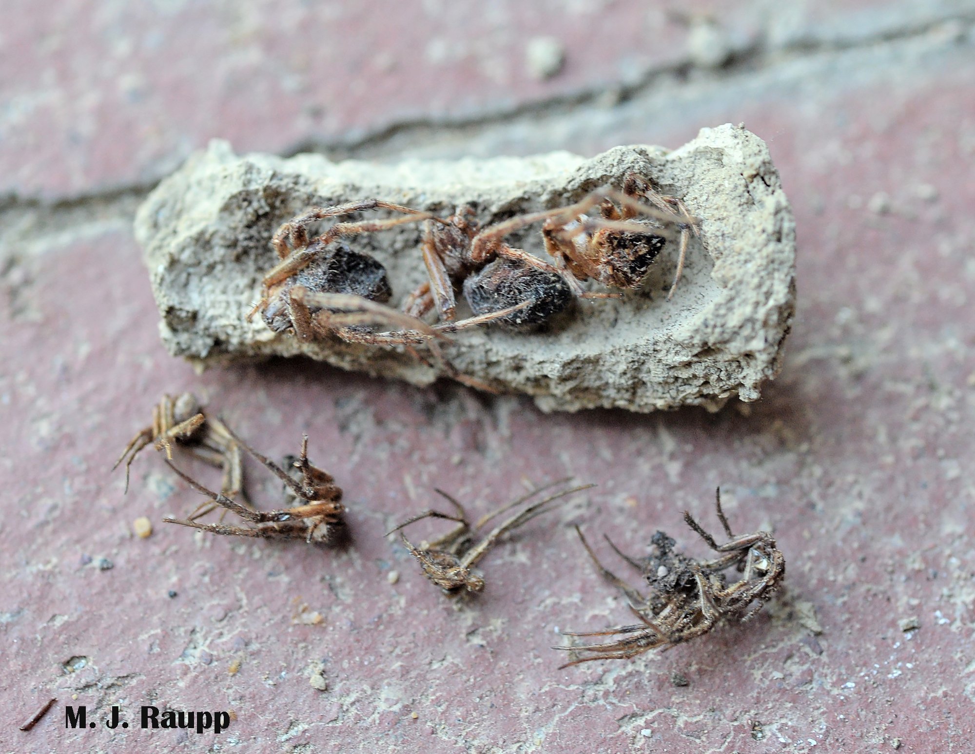 Mud Dauber Larvae
