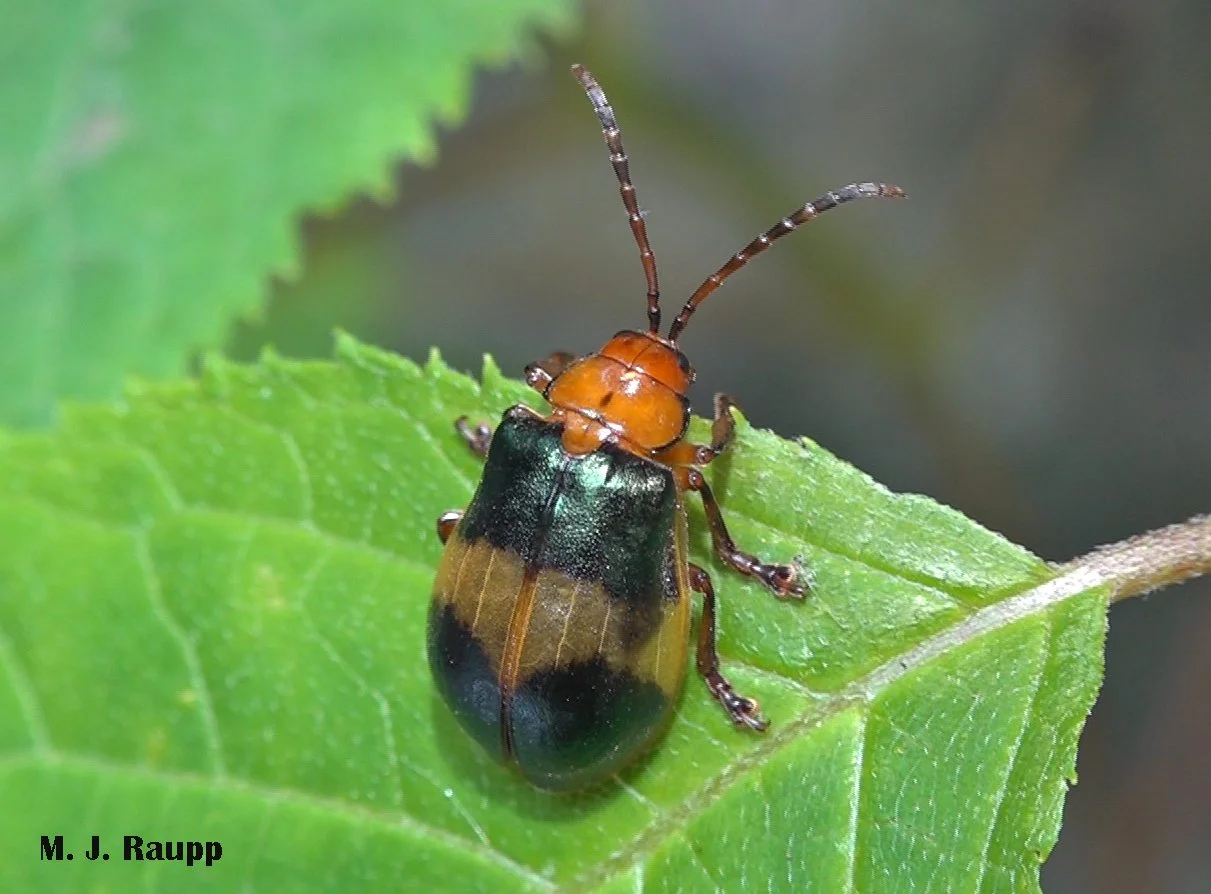 Beautiful beetles and gnarly elm leaves Larger elm leaf beetle