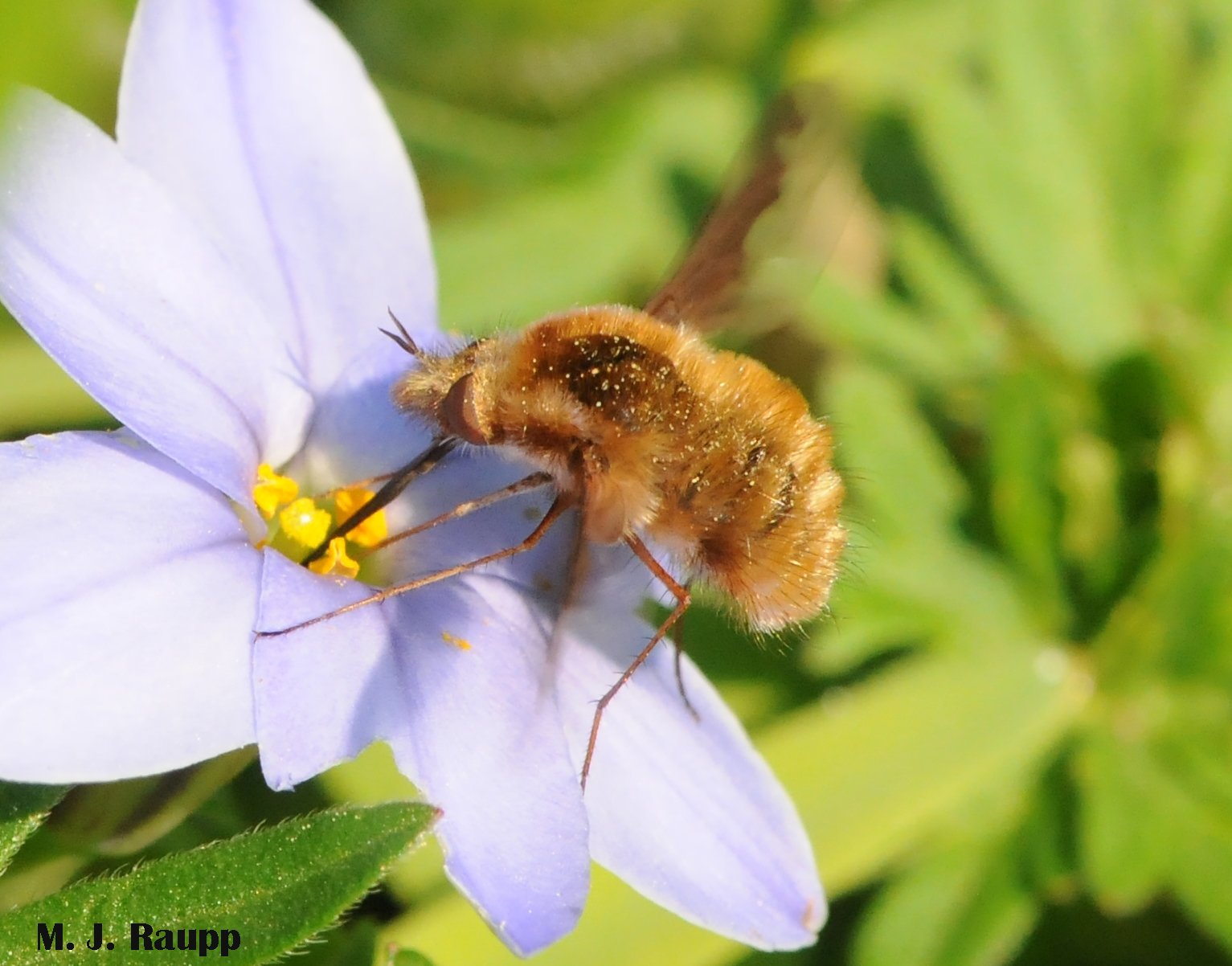 Danger afoot for ground nesting bees: Look out for bee flies, Bombyliidae