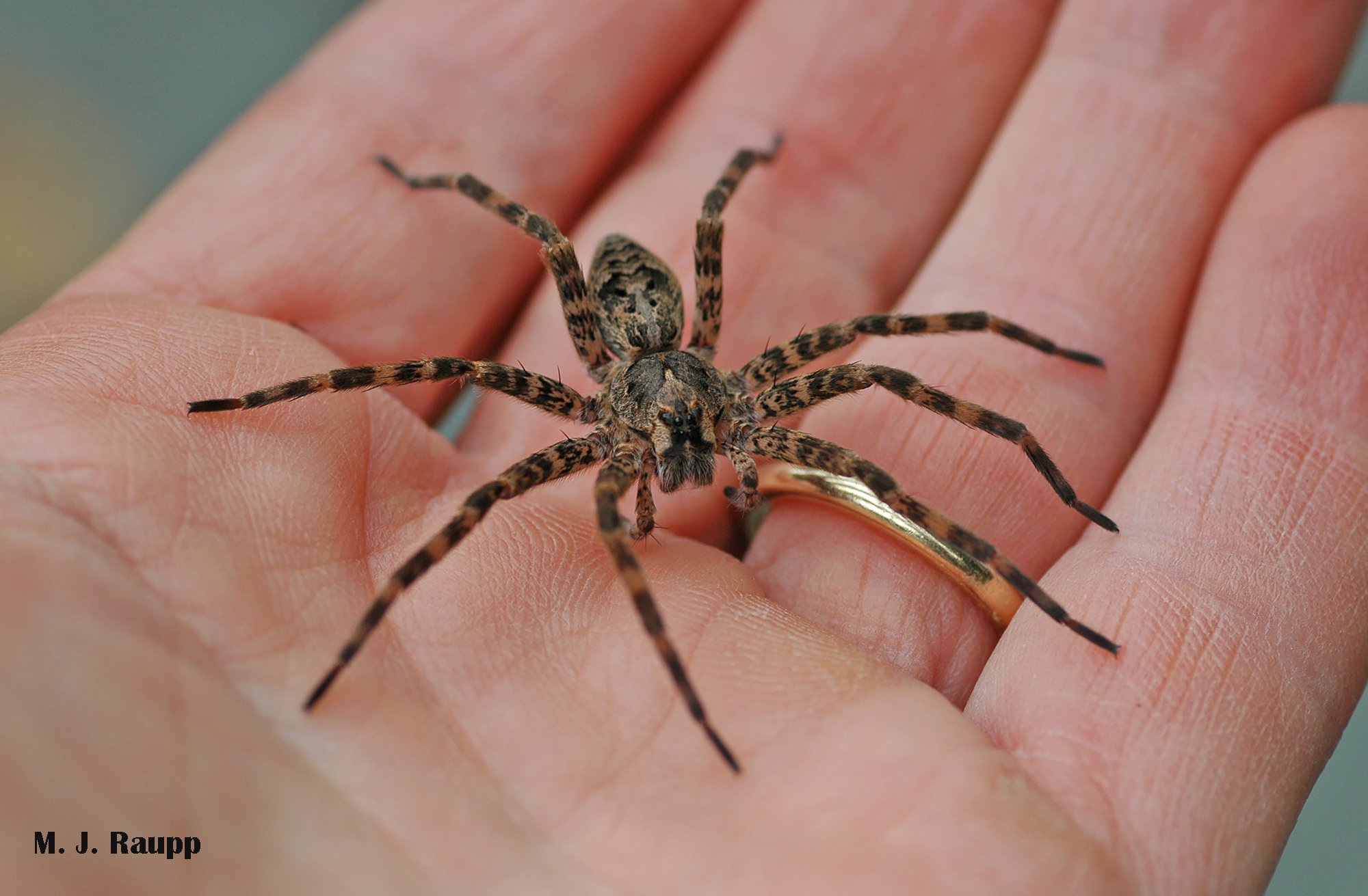From the Bug of the Week Mailbag: Who's that big spider hanging