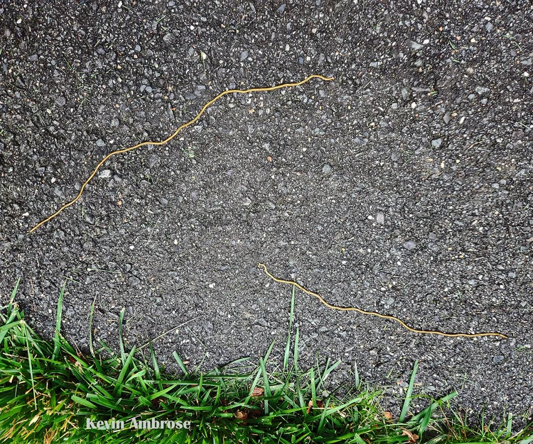 7 Critical Questions You Should Ask Before You Choose a Pest Control