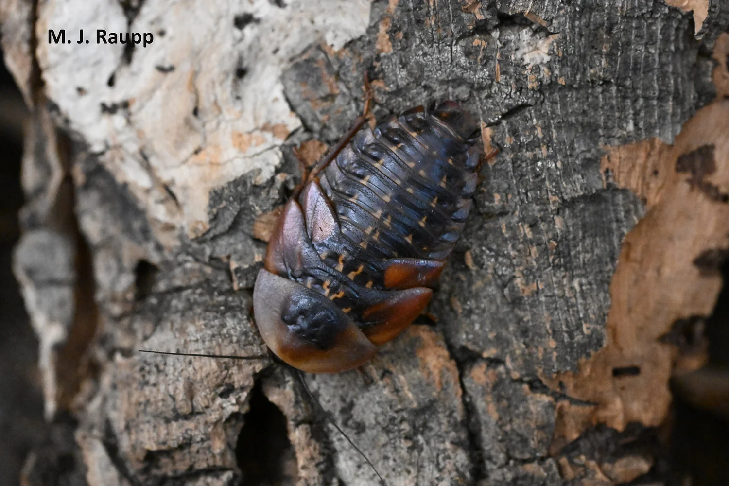 Destination: Rainforests of Central America to meet a behemoth of the ...