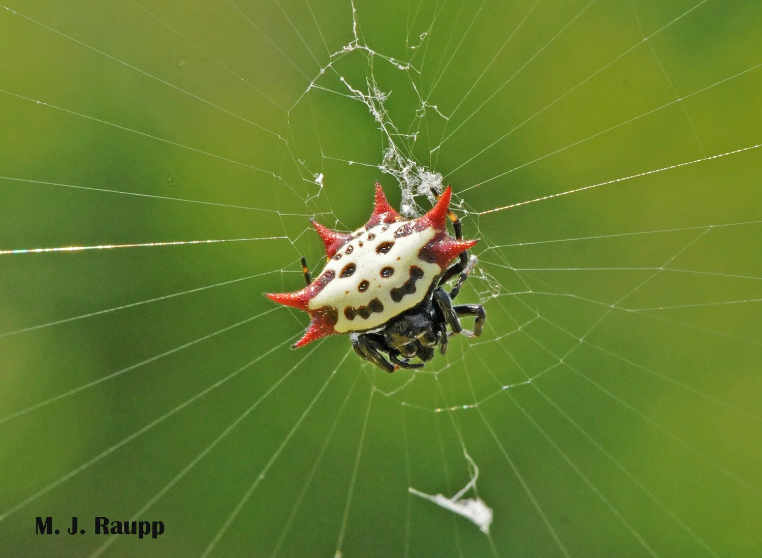 Spider Face Insect Destination Big Cypress National Preserve to meet a smiley face spider ...