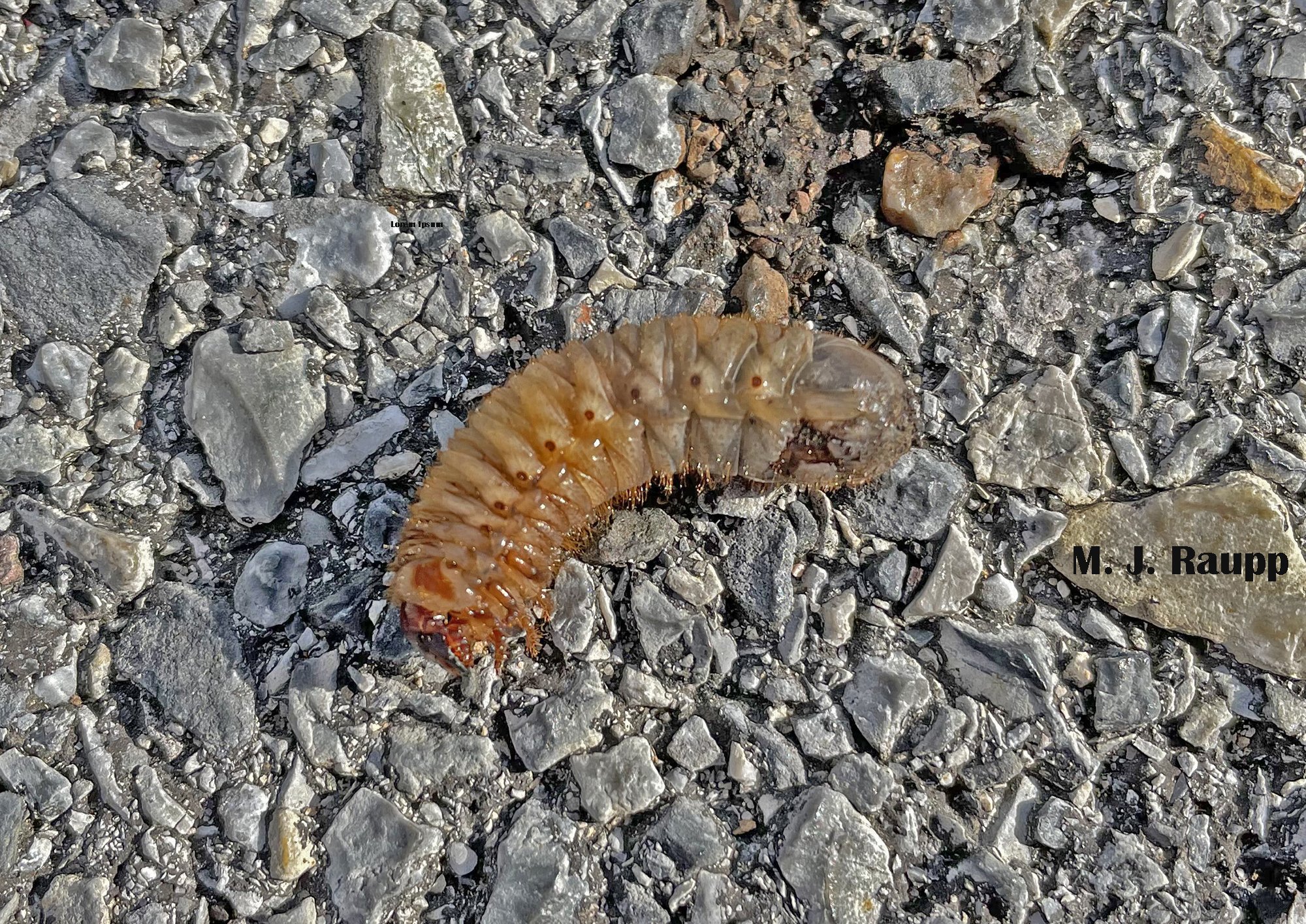 From the mailbag – Who's that large dead insect on the driveway? Green June Beetle  Grub, Cotinis nitida — Bug of the Week