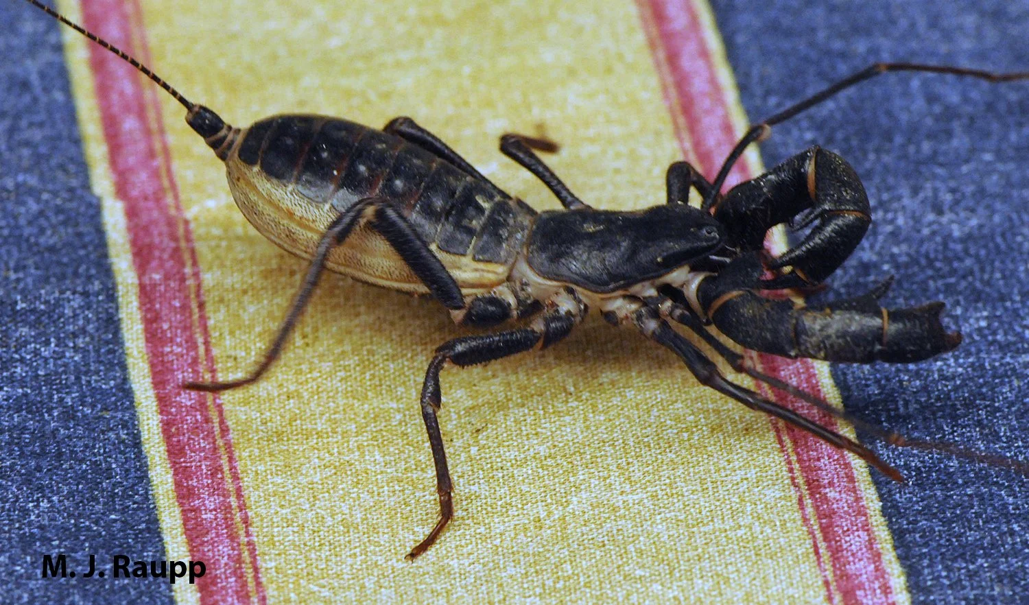 COME ONE, COME ALL TO EXPLORE THE INSECT PETTING ZOO: MARYLAND DAY ...